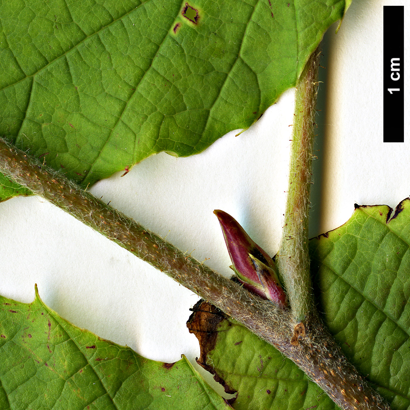 High resolution image: Family: Hamamelidaceae - Genus: Corylopsis - Taxon: himalayana - SpeciesSub: var. griffithii